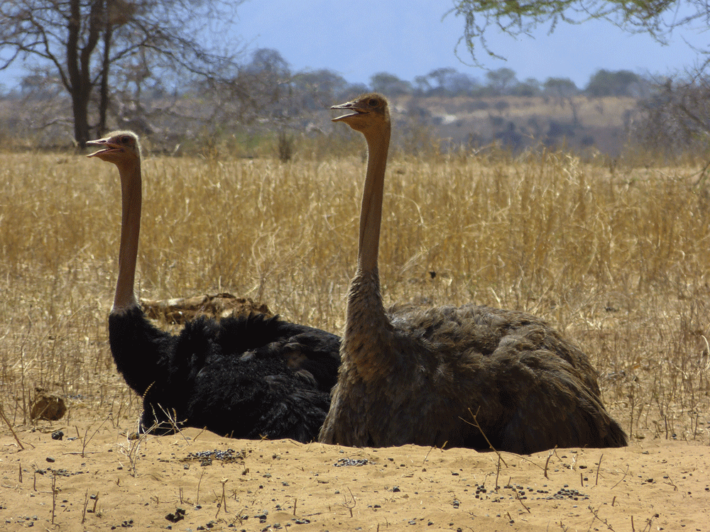 Kilimanjaro & Safari - massimo REISEN