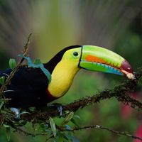 Costa Rica - Pura Vida