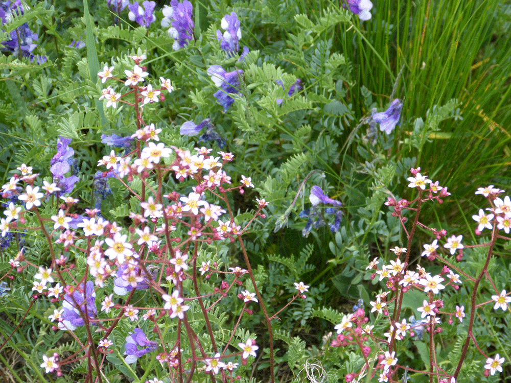 Wunderschöner Kaukasus