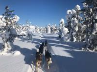 Finnland Hundeschlitten Touren & Abenteuer im hohen Norden von Europa!