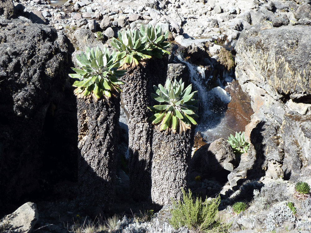 Kilimanjaro Besteigung - Riesensenecien am Kibo