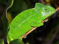 Madagaskar Naturreise, einmalige Tierwelt & immergrüne Regenwälder!