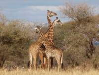 Tansania Safari, auf den Spuren von Elefant, Leopard, Nashorn & Löwe!