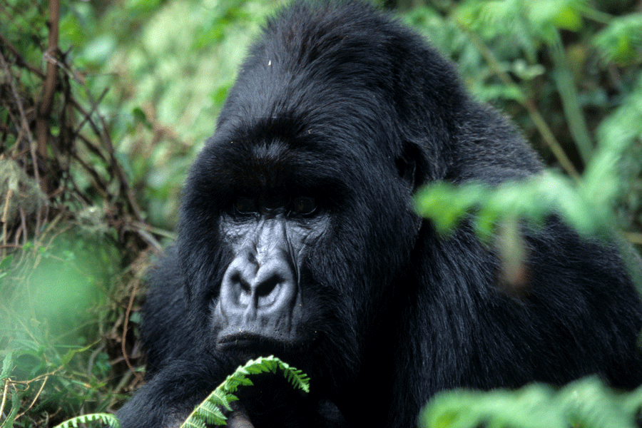 Silberr&uuml;ken im Regenwald von Uganda